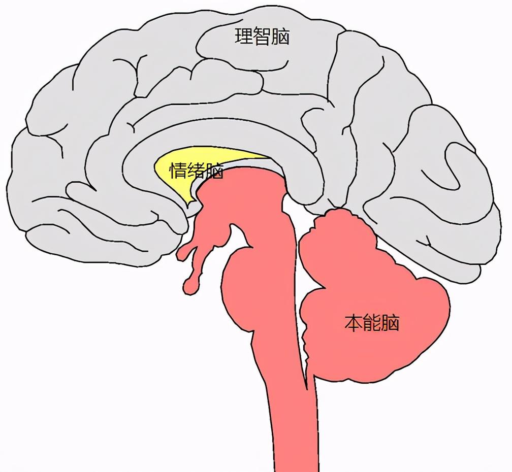 大脑最新研究,脑科学前沿探索