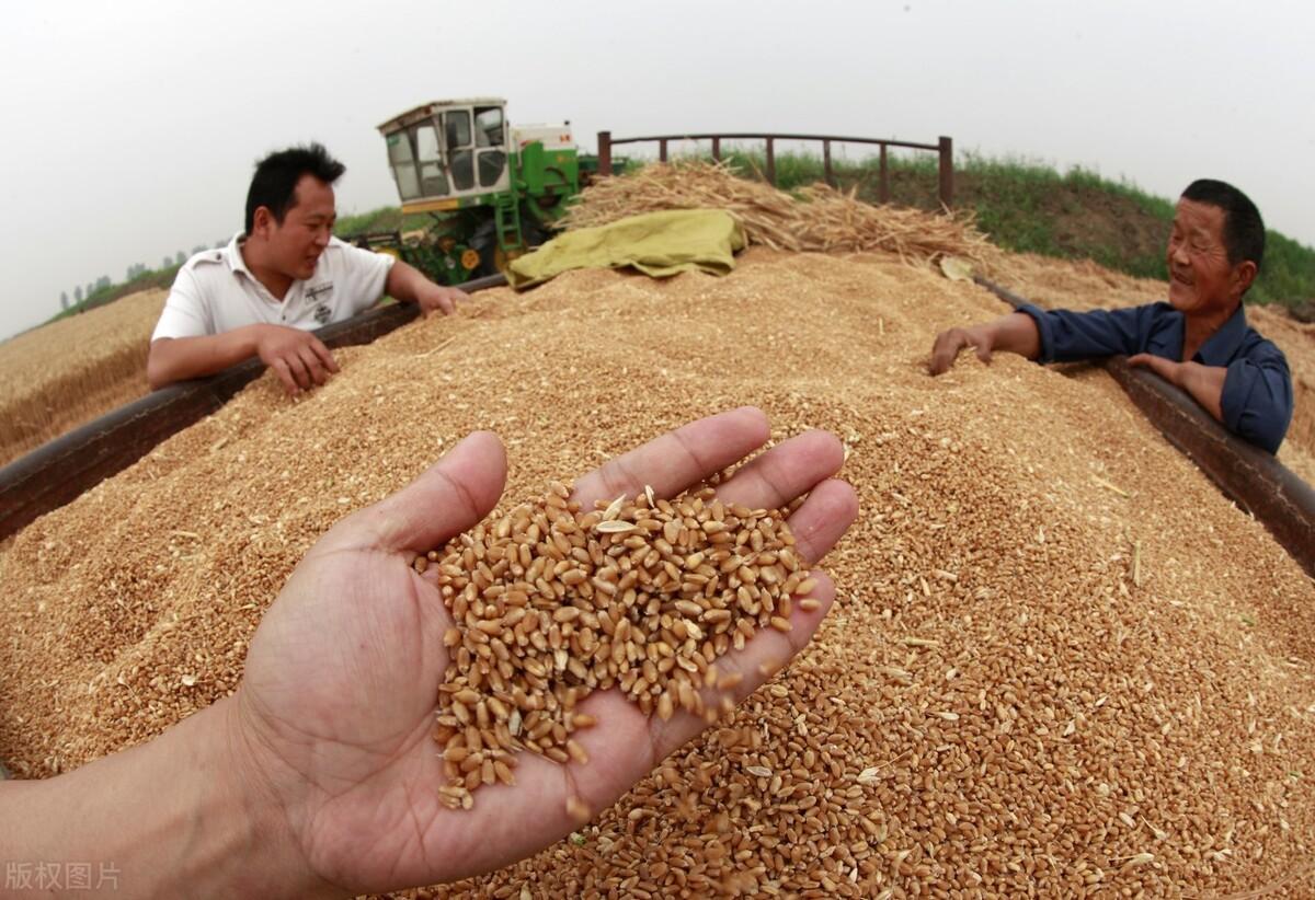 湖北小麦价格最新行情,湖北小麦市场实时动态，价格波动持续关注中。