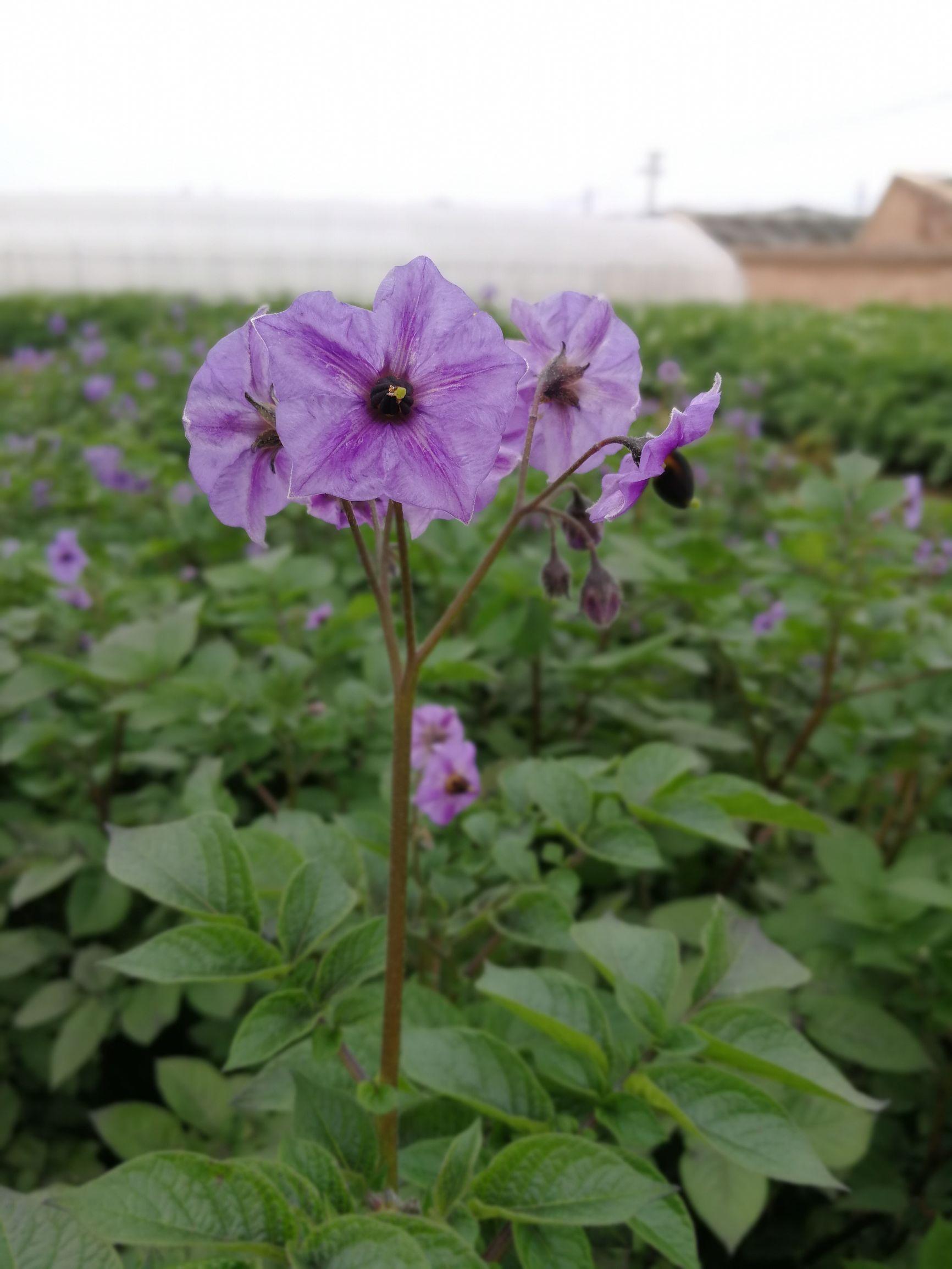 花谢花飞 第3页