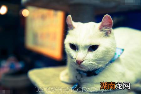 金银猫最新情况,金银猫最新动态备受关注。