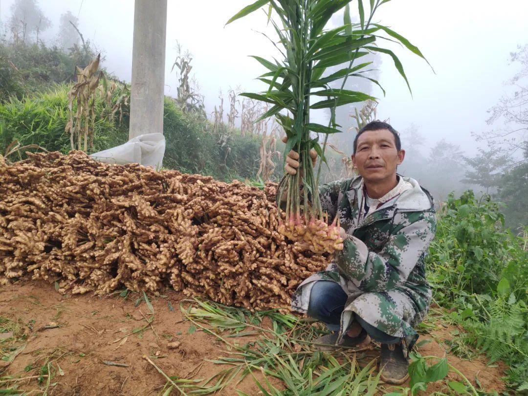 山东小黄姜最新价格,山东小黄姜价格持续上涨，最新行情备受关注。