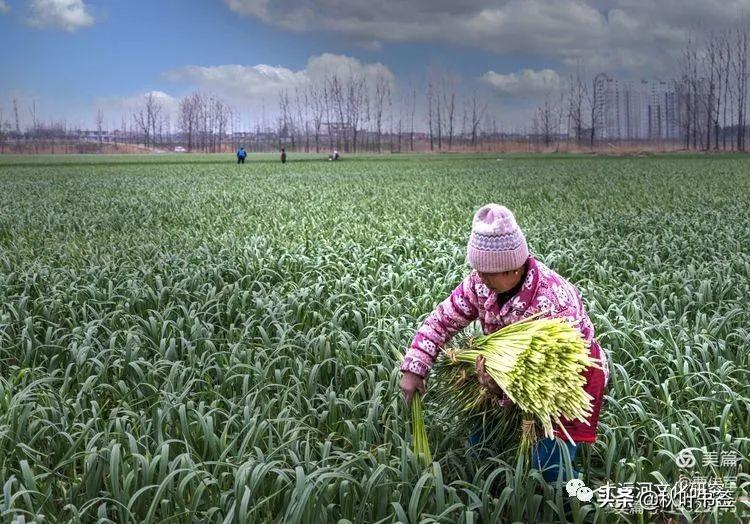 邳州蒜苔价格最新行情,邳州蒜薹市场实时报价