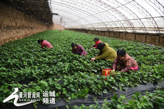 运城蔬菜批发市场最新价格｜运城蔬菜批发价行情速览